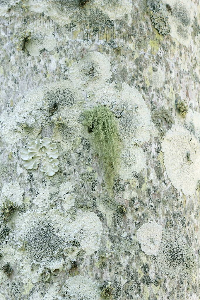 moss-mold-fungus-and-lichen-on-the-trunk-of-a-palm-LSNUGEJ